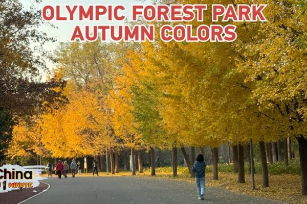Autumn Splendor: Golden Foliage Transforms Beijing’s Olympic Forest Park Autumn_Splendor__Golden_Foliage_Transforms_Beijing_s_Olympic_Forest_Park video poster