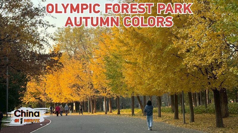 Autumn_Splendor__Golden_Foliage_Transforms_Beijing_s_Olympic_Forest_Park_poster - Khabar Asia Autumn_Splendor__Golden_Foliage_Transforms_Beijing_s_Olympic_Forest_Park video poster