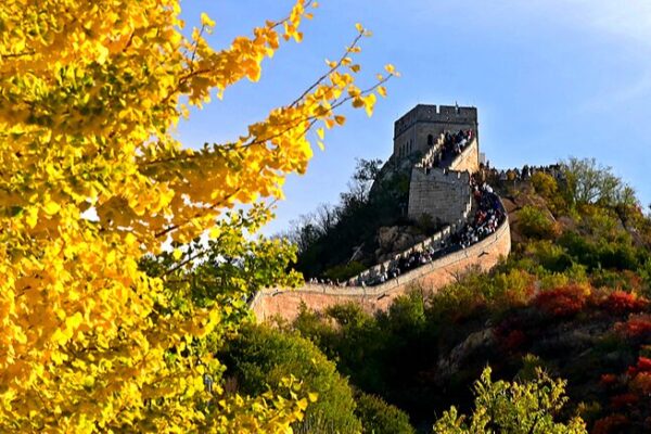 Autumn Splendor at Badaling: Great Wall Basks in Seasonal Colors Autumn_Splendor_at_Badaling__Great_Wall_Basks_in_Seasonal_Colors