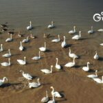 Avian_Guardian_Protecting_Chinas_Ancient_Bird_Routes - Khabar Asia Avian Guardian: Protecting China's Ancient Bird Routes