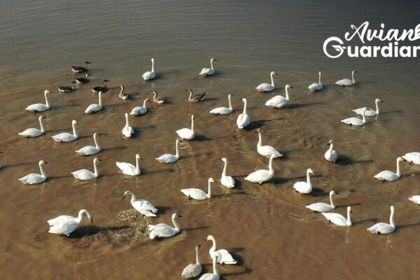 Avian_Guardian_Protecting_Chinas_Ancient_Bird_Routes - Khabar Asia Avian Guardian: Protecting China's Ancient Bird Routes