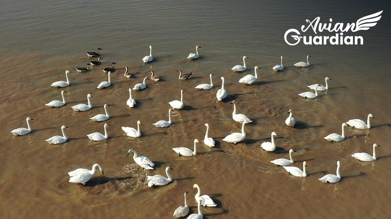 Avian_Guardian_Protecting_Chinas_Ancient_Bird_Routes - Khabar Asia Avian Guardian: Protecting China's Ancient Bird Routes