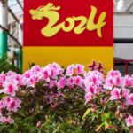 Azalea Festival Blooms in Jilin City, Offering Springtime Splendor