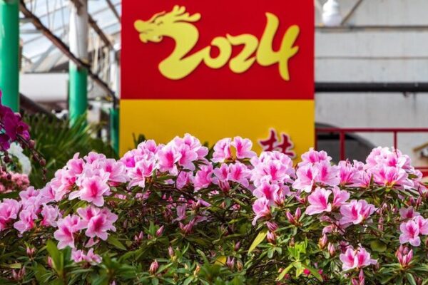 Azalea Festival Blooms in Jilin City, Offering Springtime Splendor Azalea Festival Blooms in Jilin City, Offering Springtime Splendor