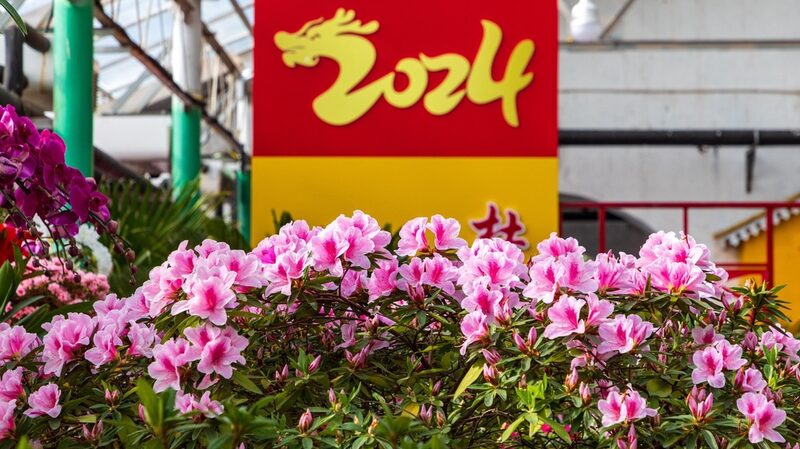 Azalea Festival Blooms in Jilin City, Offering Springtime Splendor