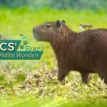 BRICS__Wildlife_Wonders__Capybaras__Sloths__Toucans__and_Tamarins_in_Brazil