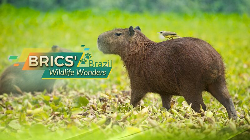 BRICS__Wildlife_Wonders__Capybaras__Sloths__Toucans__and_Tamarins_in_Brazil - Khabar Asia BRICS__Wildlife_Wonders__Capybaras__Sloths__Toucans__and_Tamarins_in_Brazil
