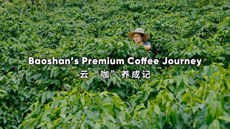 Baoshan_s_Coffee_Journey__From_Local_Fields_to_Global_Markets_poster - Khabar Asia Baoshan_s_Coffee_Journey__From_Local_Fields_to_Global_Markets video poster