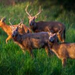 Battles of the Milu Deer: Witness the Majestic Mating Season in Jiangsu's Dafeng Reserve video poster