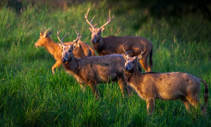 Battles_of_the_Milu_Deer_Witness_the_Majestic_Mating_Season_in_Jiangsus_Dafeng_Reserve_poster - Khabar Asia Battles of the Milu Deer: Witness the Majestic Mating Season in Jiangsu's Dafeng Reserve video poster
