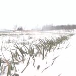 Battling the Frost: China's Farmers Confront Cold Waves This Spring