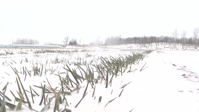 Battling_the_Frost_Chinas_Farmers_Confront_Cold_Waves_This_Spring - Khabar Asia Battling the Frost: China's Farmers Confront Cold Waves This Spring