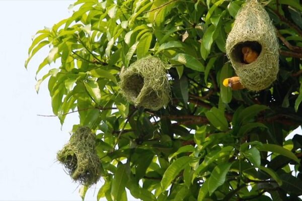 Baya Weaver Birds Ready Their Mid-Air Homes in Southwest China Baya Weaver Birds Ready Their Mid-Air Homes in Southwest China video poster