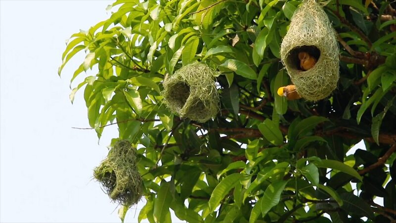 Baya_Weaver_Birds_Ready_Their_Mid-Air_Homes_in_Southwest_China_poster - Khabar Asia Baya Weaver Birds Ready Their Mid-Air Homes in Southwest China video poster