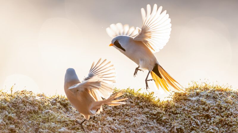 Bearded_Reedlings_Perform_Enchanting_Winter_Ballet_in_China_s_Longfeng_Wetlands - Khabar Asia Bearded_Reedlings_Perform_Enchanting_Winter_Ballet_in_China_s_Longfeng_Wetlands