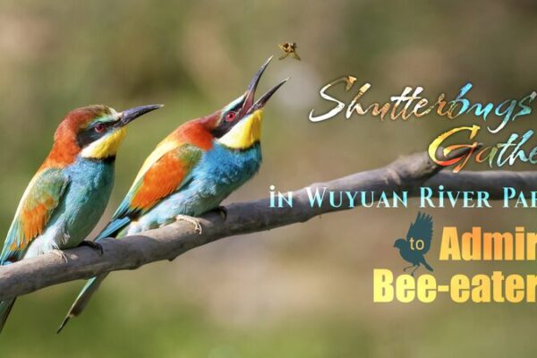 Bee-eaters Return to South China’s Wuyuan River Wetlands, Drawing Photographers Bee-eaters Return to South China's Wuyuan River Wetlands, Drawing Photographers video poster