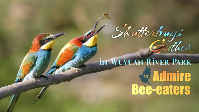 Bee-eaters_Return_to_South_Chinas_Wuyuan_River_Wetlands_Drawing_Photographers_poster - Khabar Asia Bee-eaters Return to South China's Wuyuan River Wetlands, Drawing Photographers video poster