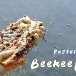 Beekeeping Sparks Eco-Friendly Growth in Gansu's Shengou Village video poster