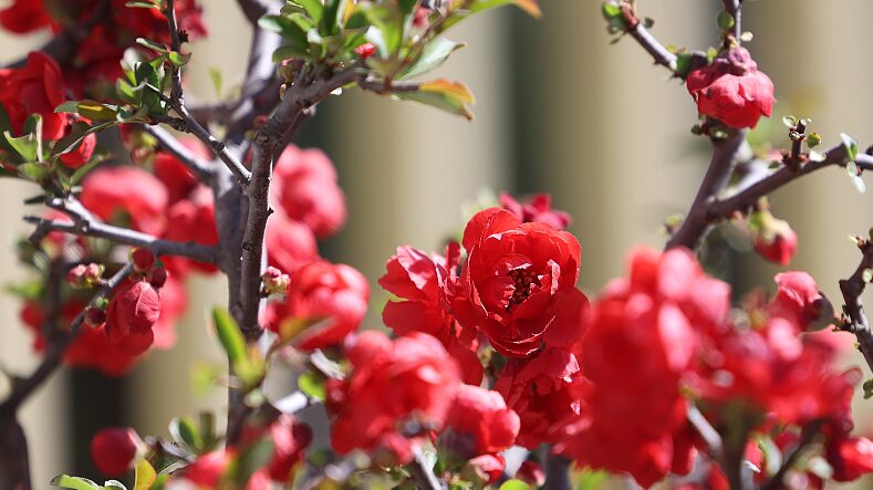 Begonia_Festival_Blooms_in_Beijings_Historic_Taoranting_Park - Khabar Asia Begonia Festival Blooms in Beijing's Historic Taoranting Park