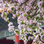 Beijing Blooms: The Flourishing Floral Wonders Captivating the Capital video poster