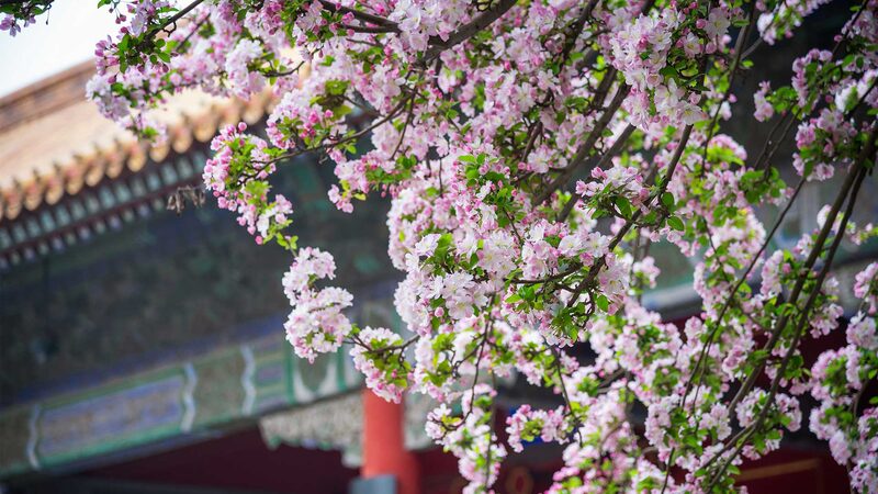 Beijing_Blooms_The_Flourishing_Floral_Wonders_Captivating_the_Capital_poster - Khabar Asia Beijing Blooms: The Flourishing Floral Wonders Captivating the Capital video poster