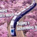 Beijing_Blossoms_Experience_the_Citys_Spring_Flower_Spectacle_poster - Khabar Asia Beijing Blossoms: Experience the City's Spring Flower Spectacle video poster