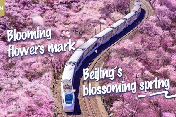 Beijing Blossoms: Experience the City’s Spring Flower Spectacle Beijing Blossoms: Experience the City's Spring Flower Spectacle video poster