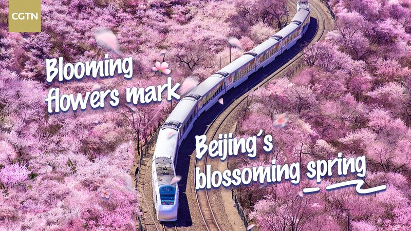 Beijing_Blossoms_Experience_the_Citys_Spring_Flower_Spectacle_poster - Khabar Asia Beijing Blossoms: Experience the City's Spring Flower Spectacle video poster