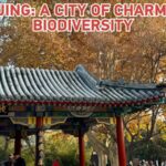 Beijing_Blossoms_into_a_Biodiversity_Charming_City video poster