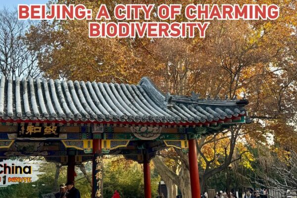 Beijing Blossoms into a Biodiversity Charming City Beijing_Blossoms_into_a_Biodiversity_Charming_City video poster