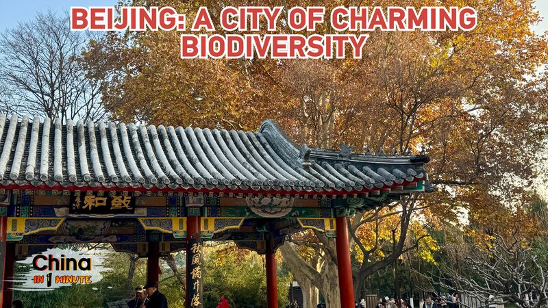 Beijing_Blossoms_into_a_Biodiversity_Charming_City video poster