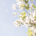 Beijing Enters Catkin Season: Floating Fluff Signals Springtime Challenges