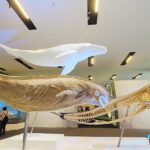 Beijing Exhibition Highlights China's Wildlife Conservation Success