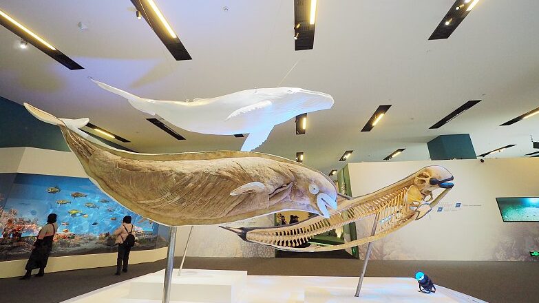 Beijing Exhibition Highlights China's Wildlife Conservation Success