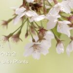 Beijing Illustrator Yu Tianyi's Passion for Native Plants Sparks Conservation Awareness video poster