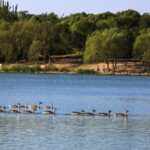 Beijing Welcomes Four New Bird Species as Wildlife Flourishes