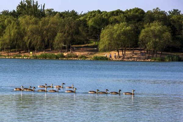 Beijing Welcomes Four New Bird Species as Wildlife Flourishes Beijing Welcomes Four New Bird Species as Wildlife Flourishes