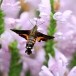 Beijing_Welcomes_White_Dew_Solar_Term__Cooler_Temperatures_and_Morning_Dew