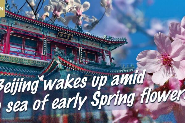 Beijing in Bloom: Cherry and Peach Blossoms Usher in Spring Beijing in Bloom: Cherry and Peach Blossoms Usher in Spring video poster