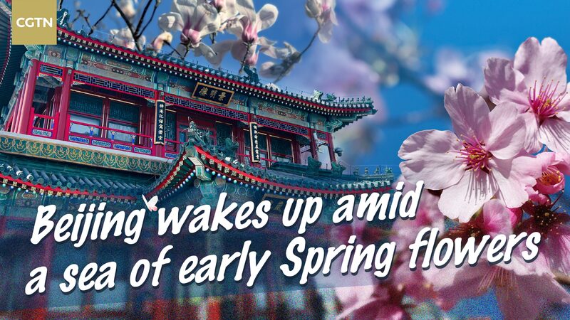 Beijing_in_Bloom_Cherry_and_Peach_Blossoms_Usher_in_Spring_poster - Khabar Asia Beijing in Bloom: Cherry and Peach Blossoms Usher in Spring video poster