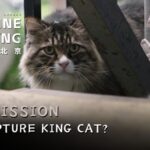 Beijing_s__King_Cat__Sparks_Community_Action_in_Chaoyang_District video poster