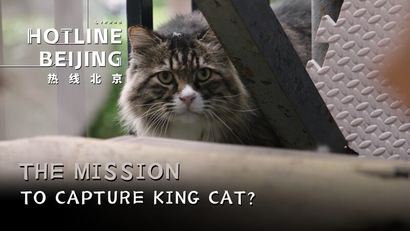 Beijing_s__King_Cat__Sparks_Community_Action_in_Chaoyang_District_poster - Khabar Asia Beijing_s__King_Cat__Sparks_Community_Action_in_Chaoyang_District video poster