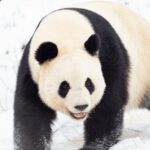 Beijing to Open New Giant Panda Conservation Base by 2025