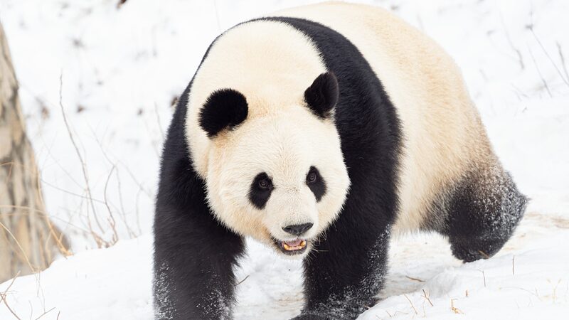 Beijing_to_Open_New_Giant_Panda_Conservation_Base_by_2025 - Khabar Asia Beijing to Open New Giant Panda Conservation Base by 2025