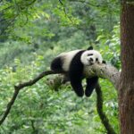 Beijing to Open New Panda Conservation Base in 2025, Gathering Dozens of Pandas