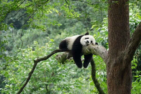 Beijing to Open New Panda Conservation Base in 2025, Gathering Dozens of Pandas