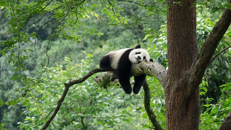 Beijing_to_Open_New_Panda_Conservation_Base_in_2025_Gathering_Dozens_of_Pandas - Khabar Asia Beijing to Open New Panda Conservation Base in 2025, Gathering Dozens of Pandas