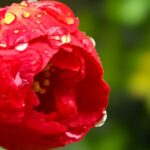 Beijing's Blossoms Shine After Soothing Spring Rain