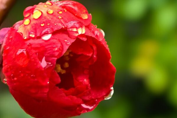 Beijing’s Blossoms Shine After Soothing Spring Rain Beijing's Blossoms Shine After Soothing Spring Rain