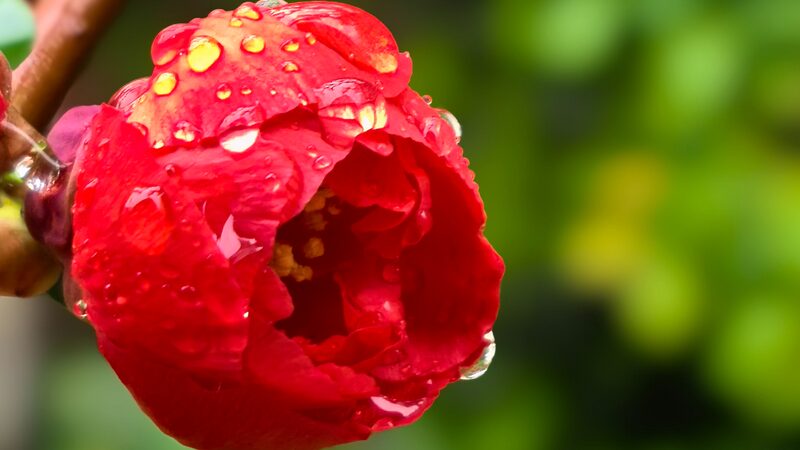 Beijings_Blossoms_Shine_After_Soothing_Spring_Rain - Khabar Asia Beijing's Blossoms Shine After Soothing Spring Rain